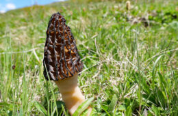 06-23 - auf 2400 m gesehen